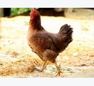 Viện nghiên cứu Nigeria giới thiệu giống gà đẻ trứng mới
