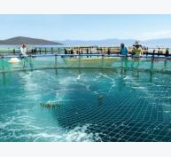 Hệ thống khuếch tán khí giúp cải thiện nồng độ OXY trong khu vực nuôi thả bè biển