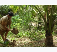 Kỹ thuật trồng dừa xiêm xanh (Kỳ IV)