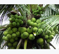 Kỹ thuật trồng dừa xiêm xanh (Kỳ III)