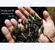 Kinh nghiệm nuôi cá lóc đầu nhím thương phẩm