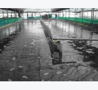 Hệ thống nuôi trồng thủy sản tuần hoàn (RAS)