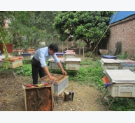 Bắc Kạn: Làm giàu từ nghề nuôi ong lấy mật