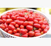 Trồng cà chua bi sạch bán cho khách du lịch Miền Tây