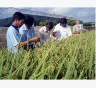 Ứng dụng một số biện pháp canh tác để hạn chế tác hại của hạn-phèn-mặn cuối vụ cho lúa Đông