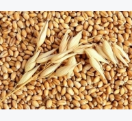 Thị trường nguyên liệu - thức ăn chăn nuôi thế giới ngày 17/4: Giá lúa mì tăng trở lại