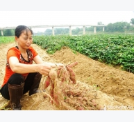 Nông dân ven sông Lam thu nhập cao từ trồng khoai “hờ”