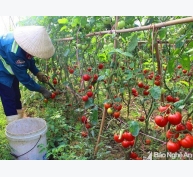 Cà chua tăng giá, nông dân phấn khởi vì có lãi