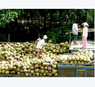 Xuất khẩu dừa tươi sang Mỹ