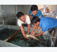 Tuyên Quang: Sản xuất cá chiên giống quy mô lớn