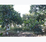 Biện pháp bảo vệ và chăm sóc vườn cây ăn trái trong mùa mưa lũ