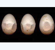 Biện pháp nâng cao tỷ lệ đẻ và chất lượng trứng gia cầm