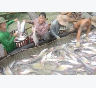 Nâng cao chất lượng cá tra giống
