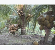 Ngỡ ngàng với mô hình trồng dừa Mã Lai