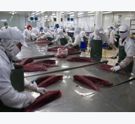 Chile - Thị trường sức hút cá ngừ Việt Nam đầu năm 2018