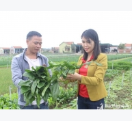 Trồng cải thảo dược từ hỗ trợ của JICA, nông dân Quỳnh Lưu thu khá