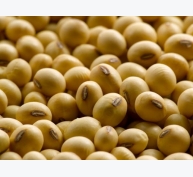 Thị trường nguyên liệu - thức ăn chăn nuôi thế giới ngày 5/4: Giá đậu tương tăng