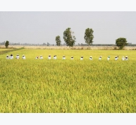 ĐBSCL: Chuyển giao 2 giống lúa mới chịu được độ mặn cao