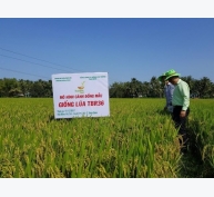 Các giống lúa Thái Bình khẳng định trên đất Bình Định