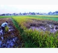 Trung Quốc tìm ra gen thúc đẩy năng suất lúa trong đất mặn