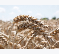 Phytase và ảnh hưởng của nó đến khả năng tiêu hóa DDGS lúa mì đen (lúa mì lai)