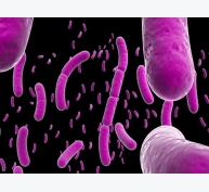 Vi khuẩn Streptomyces – Probiotics tiềm năng trong nuôi trồng thủy sản