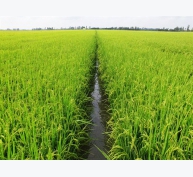 Chế phẩm sinh học nâng năng suất, chất lượng lúa gạo