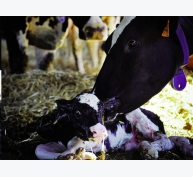 Mẹo nâng cao năng suất bò sinh sản