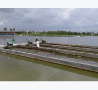 Mô hình nuôi cá ứng dụng công nghệ sông trong ao tại Hà Nam