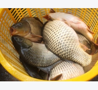 Hiệu quả nuôi cá chép giòn tại Khánh Hòa