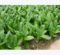 Kỹ thuật trồng cây rau cải chíp xanh năng suất và chất lượng tốt nhất