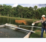 Tiềm năng nuôi cá điêu hồng tại Honduras