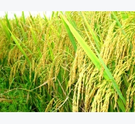 Lần đầu giải mã thành công hệ gene 36 giống lúa Việt Nam