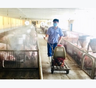 Kỹ thuật chăn nuôi lợn an toàn sinh học