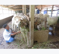 Mô hình nuôi bò mang lại hiệu quả kinh tế tại Đồng Tháp