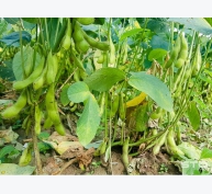 Một số lưu ý khi trồng đậu nành rau
