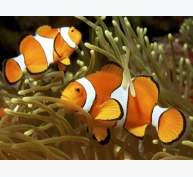 Tăng tỷ lệ nở cho cá cảnh Nemo sang chảnh