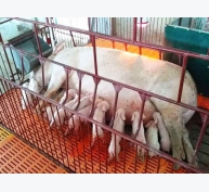 Có nên chọn lợn thịt làm nái để hạ nhiệt lợn giống?