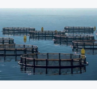 Ranh giới nuôi trồng thủy sản, phần 2: Ai sẽ bứt phá cho ngành công nghiệp cá hồi?