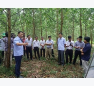 Công nghệ sinh học nâng cao năng suất rừng trồng gỗ lớn