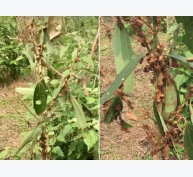 Loại bọ ban đêm ăn lá gây hại hàng chục ha quế