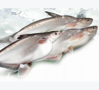 Giảm chi phí thức ăn trong chăn nuôi cá da trơn - Phần 1