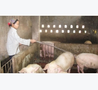 Đẩy mạnh chăn nuôi lợn theo chuỗi liên kết