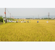 Phú Yên hội thảo đầu bờ mô hình trình diễn một số giống lúa mới