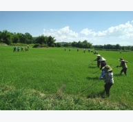 Hiệu quả từ lớp nghề trồng lúa nước năng suất, chất lượng cao ở Phú Yên