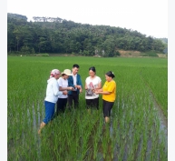 Hơn 200 ha lúa nhiễm bệnh bạc lá và đốm sọc vi khuẩn gây hại ở Lào Cai