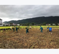 Phù Cát (Bình Định) khẩn trương hỗ trợ nhân dân thu hoạch lúa đông xuân bị đổ ngã