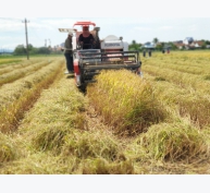 Phú Yên thu hoạch lúa vụ Đông Xuân năm 2021 – 2022