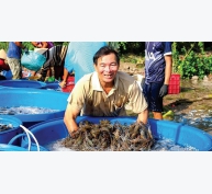 Hiệu quả nuôi tôm càng xanh nước ngọt ở Quảng Trị
