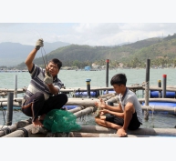Phú Yên tăng cường quản lý dịch bệnh trong nuôi trồng thủy sản